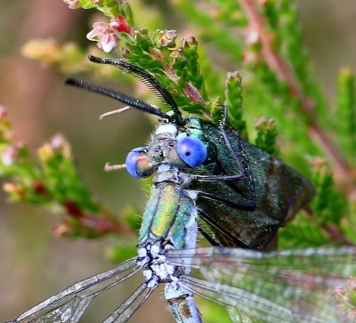 Tangpantserjuffer - Scarce Emerald Damselfly