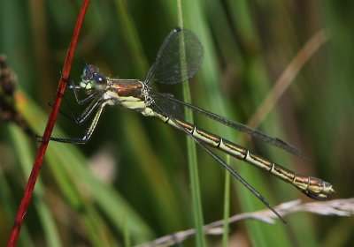 Tangpantserjuffer - Scarce Emerald Damselfly