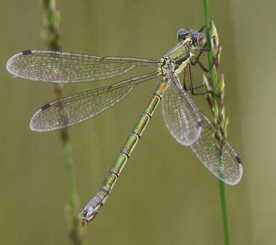 Tangpantserjuffer - Scarce Emerald Damselfly