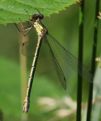 Tangpantserjuffer - Scarce Emerald Damselfly