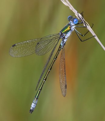 Tangpantserjuffer - Scarce Emerald Damselfly