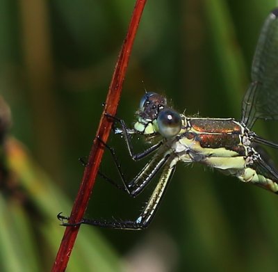 Tangpantserjuffer - Scarce Emerald Damselfly
