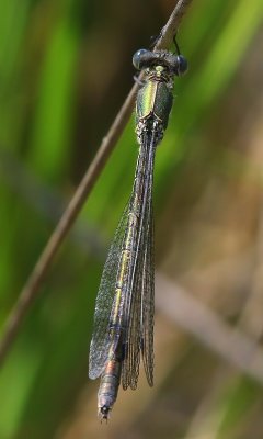 Tangpantserjuffer - Scarce Emerald Damselfly