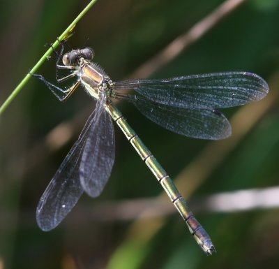 Tangpantserjuffer - Scarce Emerald Damselfly
