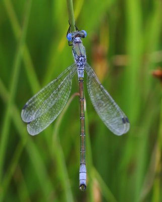 Tangpantserjuffer - Scarce Emerald Damselfly