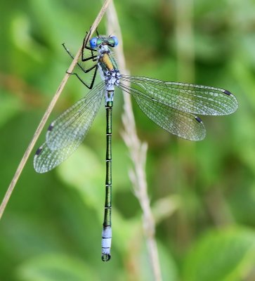 Tangpantserjuffer - Scarce Emerald Damselfly