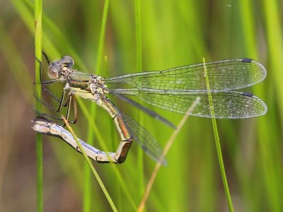 Tangpantserjuffer - Scarce Emerald Damselfly