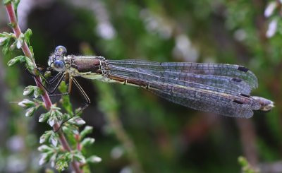 Tangpantserjuffer - Scarce Emerald Damselfly