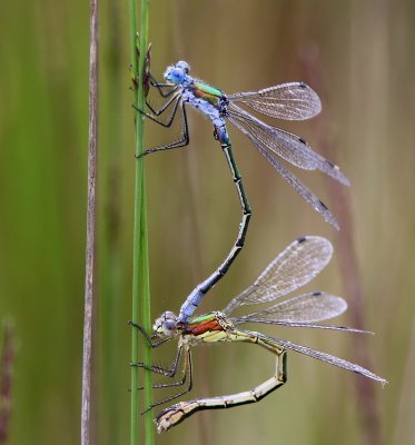 Tangpantserjuffer - Scarce Emerald Damselfly