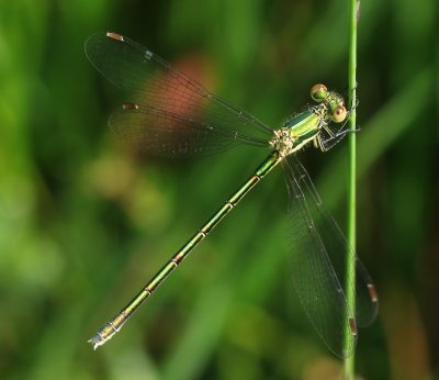 Tengere Pantserjuffer - Small Spreadwing