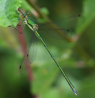 Tengere Pantserjuffer - Small Spreadwing