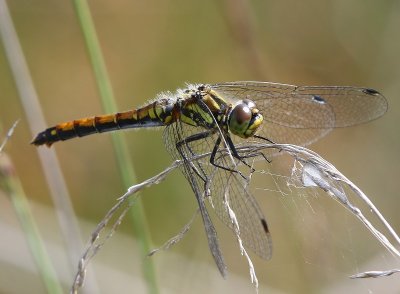 Zwarte Heidelibel - Black Darter