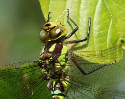 Blauwe Glazenmaker - Southern Hawker