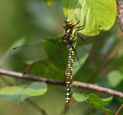 Blauwe Glazenmaker - Southern Hawker