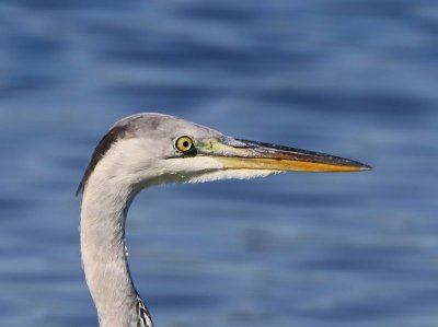 Blauwe Reiger - Grey Heron