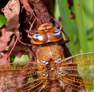 Bruine Glazenmaker - Brown Hawker