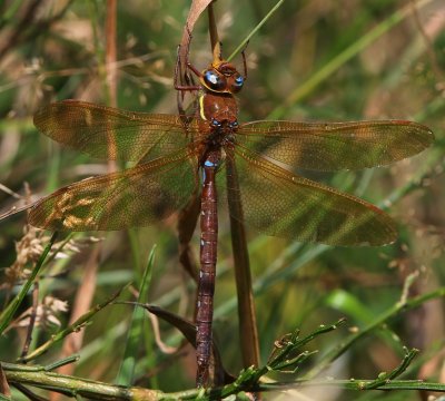 Bruine Glazenmaker - Brown Hawker