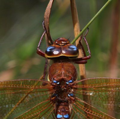 Bruine Glazenmaker - Brown Hawker
