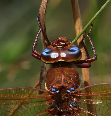 Bruine Glazenmaker - Brown Hawker