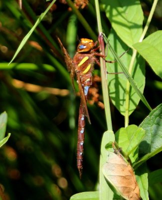 Bruine Glazenmaker - Brown Hawker