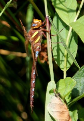 Bruine Glazenmaker - Brown Hawker