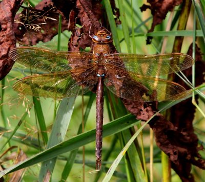 Bruine Glazenmaker - Brown Hawker