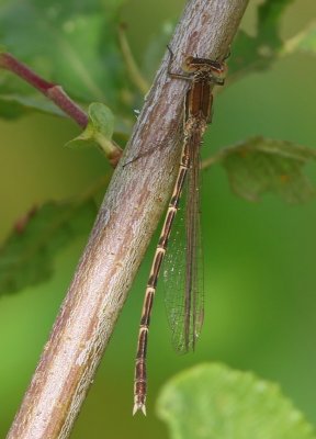 Bruine Winterjuffer - Common Winter Damselfly