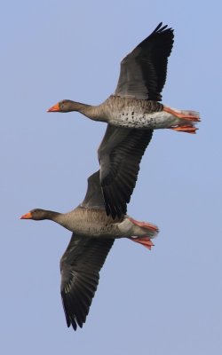 Grauwe Ganzen - Greylag Geese