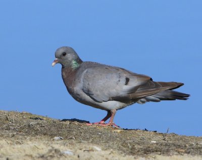 Holenduif - Stock Dove