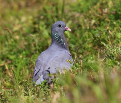 Holenduif - Stock Dove