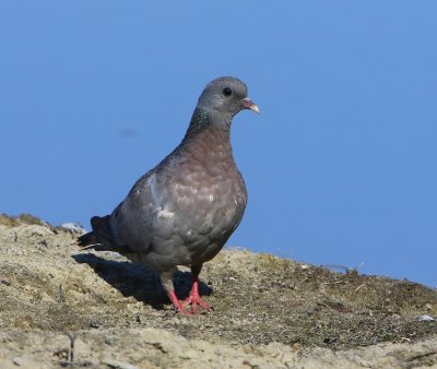 Holenduif - Stock Dove