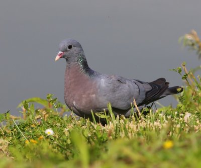 Holenduif - Stock Dove