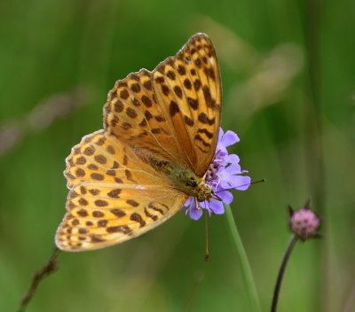 Keizersmantel - Silver-washed Fritillary