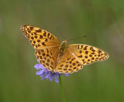 Keizersmantel - Silver-washed Fritillary