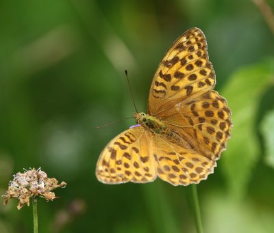 Keizersmantel - Silver-washed Fritillary