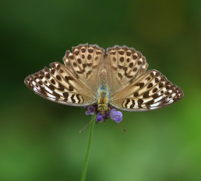 Keizersmantel - Silver-washed Fritillary