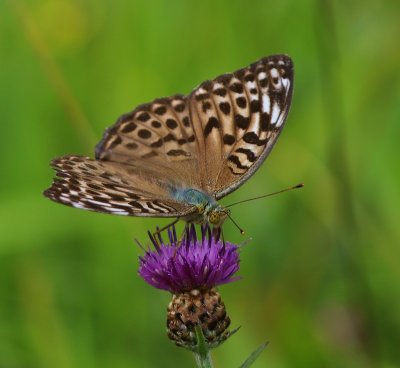 Keizersmantel - Silver-washed Fritillary