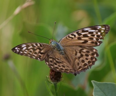 Keizersmantel - Silver-washed Fritillary