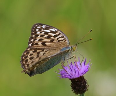 Keizersmantel - Silver-washed Fritillary