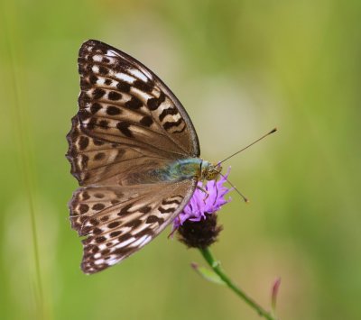 Keizersmantel - Silver-washed Fritillary