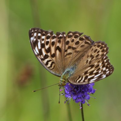 Keizersmantel - Silver-washed Fritillary