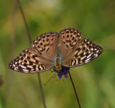 Keizersmantel - Silver-washed Fritillary