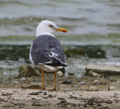 Kleine Mantelmeeuw - Lesser Black-backed Gull
