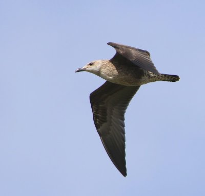 Kleine Mantelmeeuw - Lesser Black-backed Gull