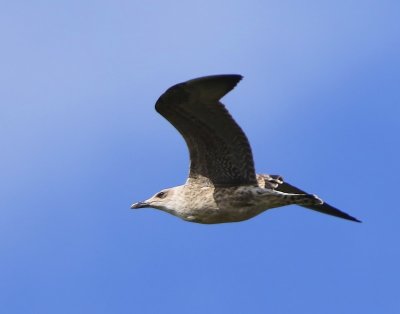 Kleine Mantelmeeuw - Lesser Black-backed Gull