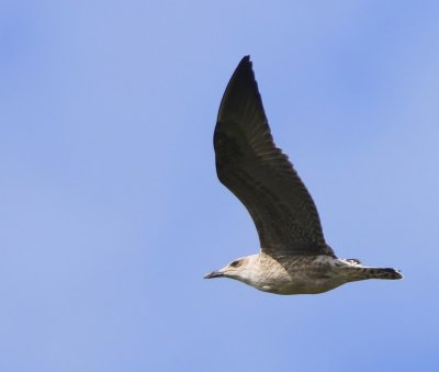 Kleine Mantelmeeuw - Lesser Black-backed Gull
