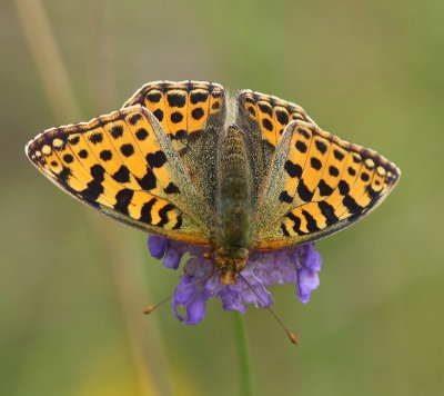 Kleine Parelmoervlinder - Queen Of Spain Fritillary