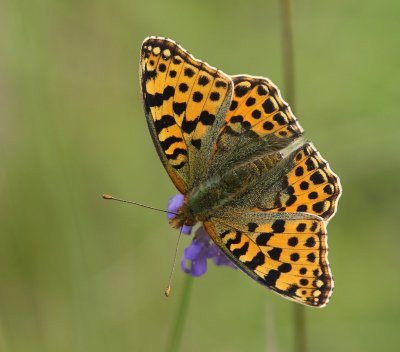 Kleine Parelmoervlinder - Queen Of Spain Fritillary