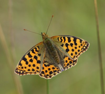 Kleine Parelmoervlinder - Queen Of Spain Fritillary