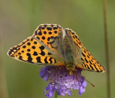Kleine Parelmoervlinder - Queen Of Spain Fritillary